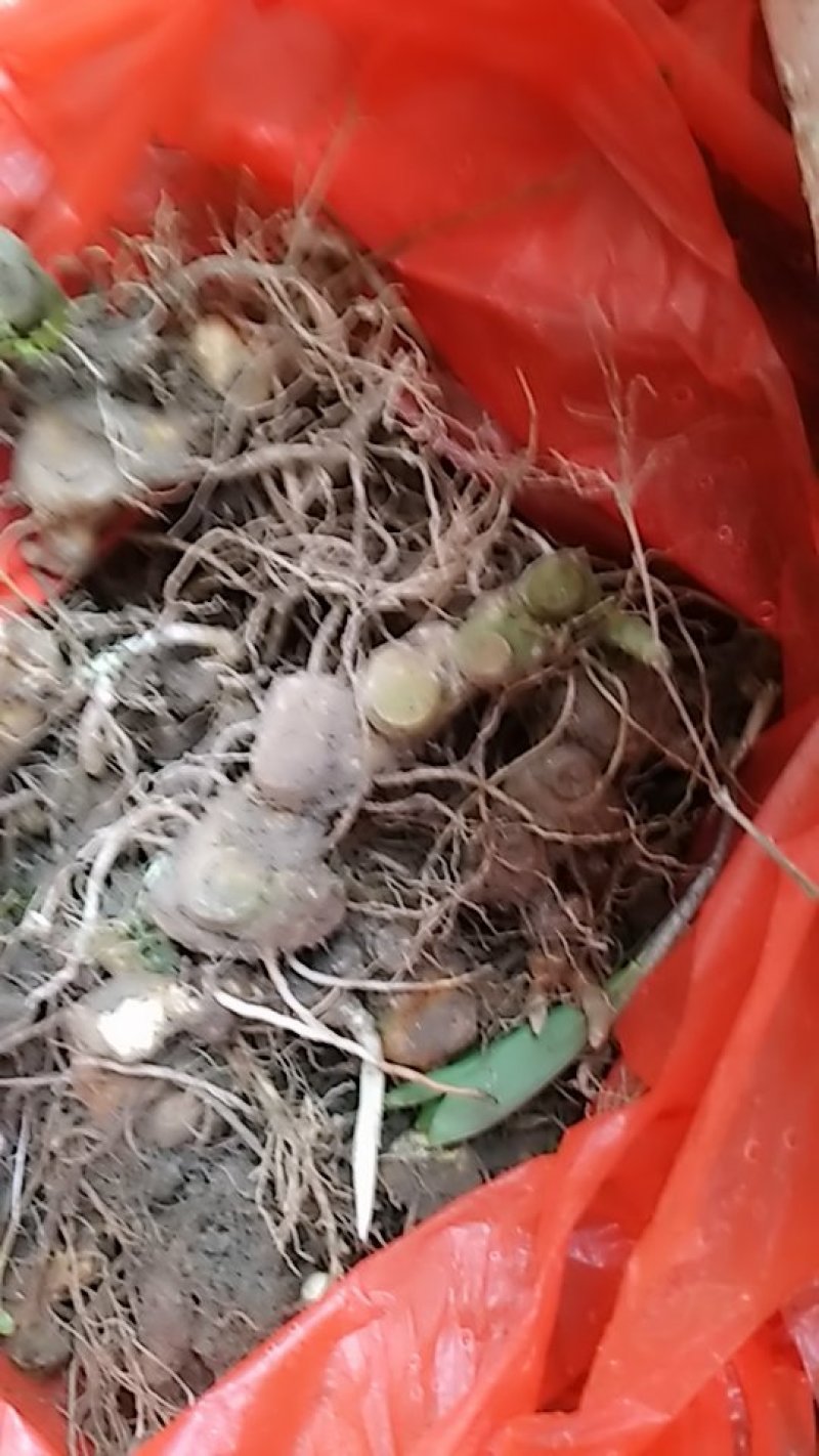 倒苗多花姜型甜黄精，种苗