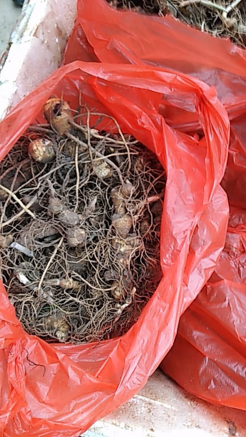 倒苗多花姜型甜黄精，种苗