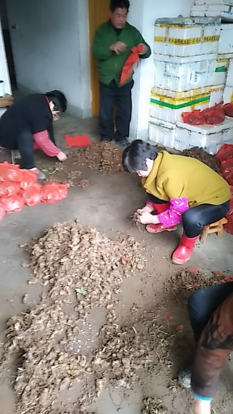 倒苗多花姜型甜黄精，种苗