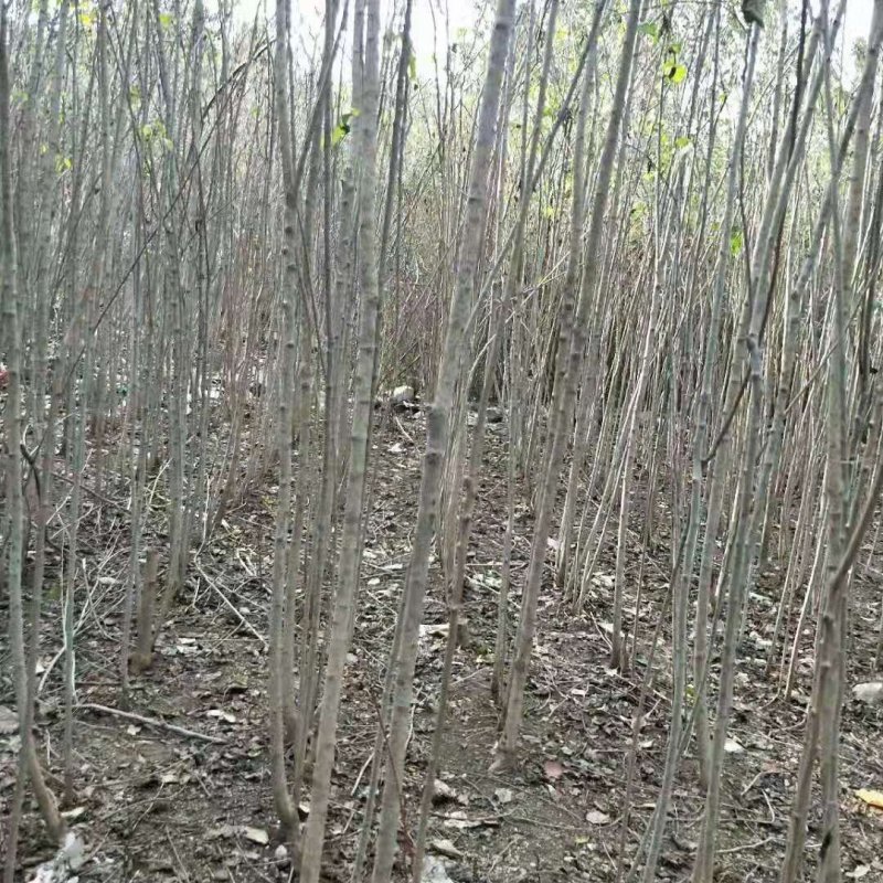 丝棉木2-3-4-5公分海量，要的速度