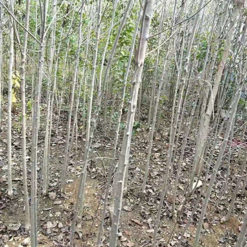 丝棉木2-3-4-5公分海量，要的速度