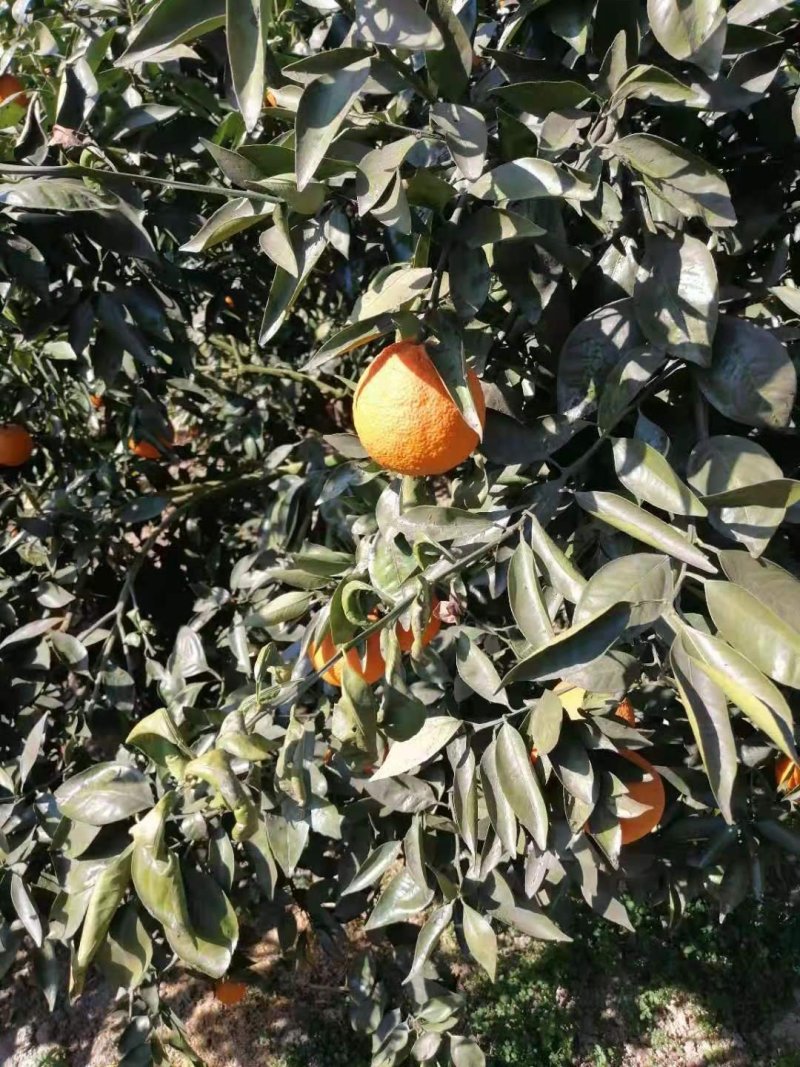 黄果柑
