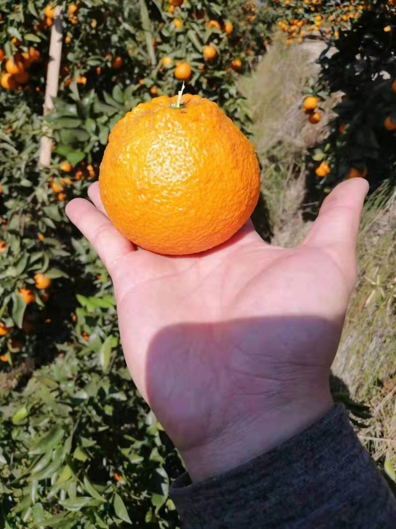 黄果柑