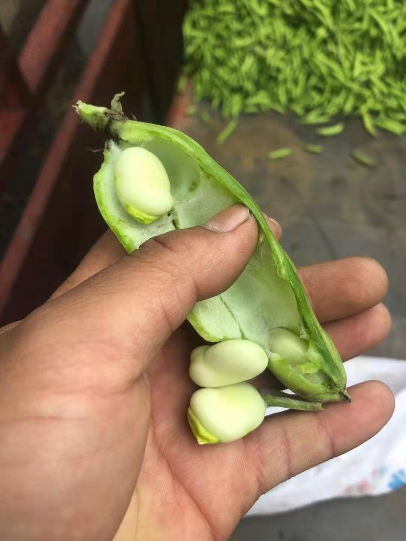 蚕豆