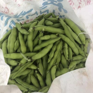 蚕豆