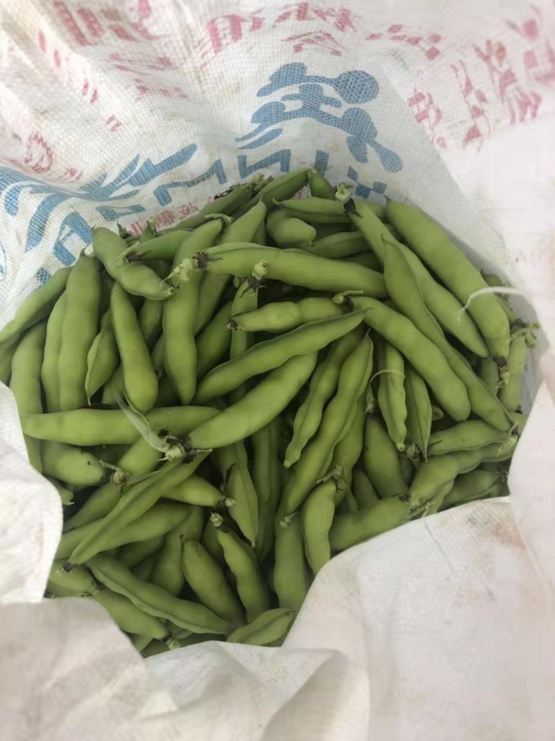 蚕豆