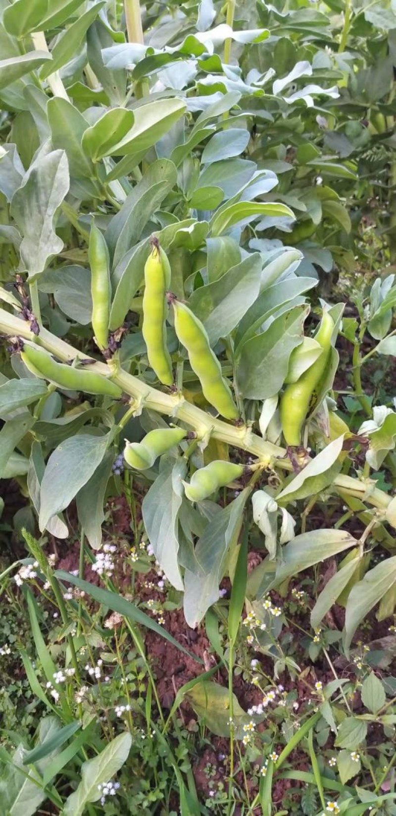 蚕豆