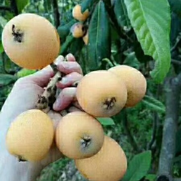 新的枇杷膏出来了[微笑]【川贝冰糖枇杷膏