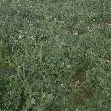 豌豆