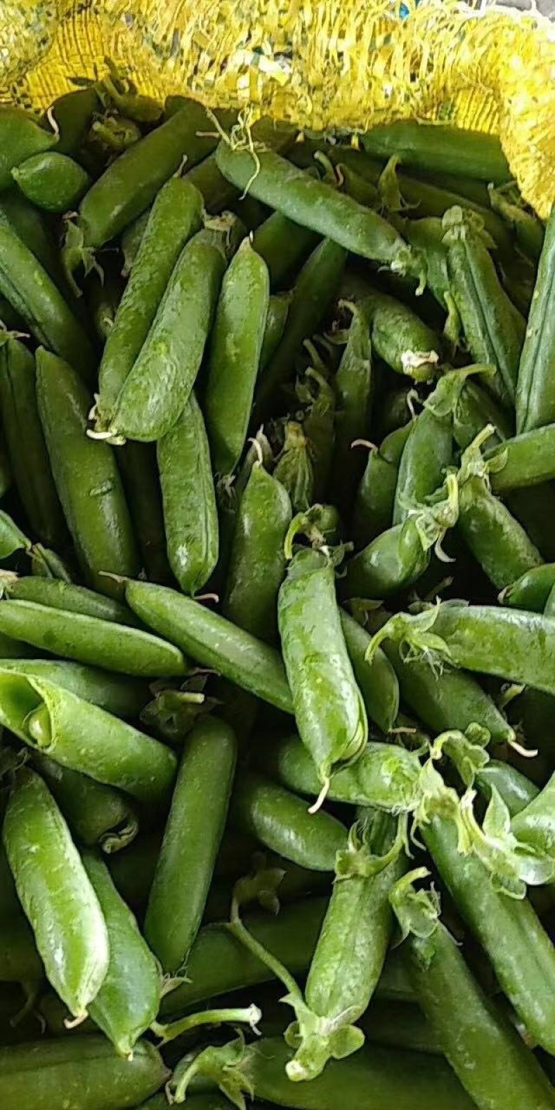 豌豆