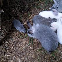 兔子，小兔子，卖小兔子