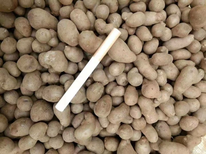 山药豆山药种豆白玉种豆优质种豆山药豆子