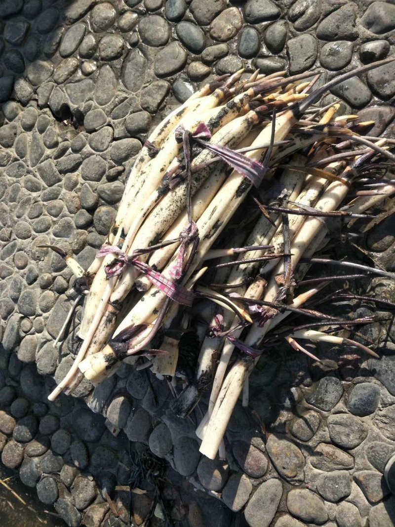 古代红莲藕
