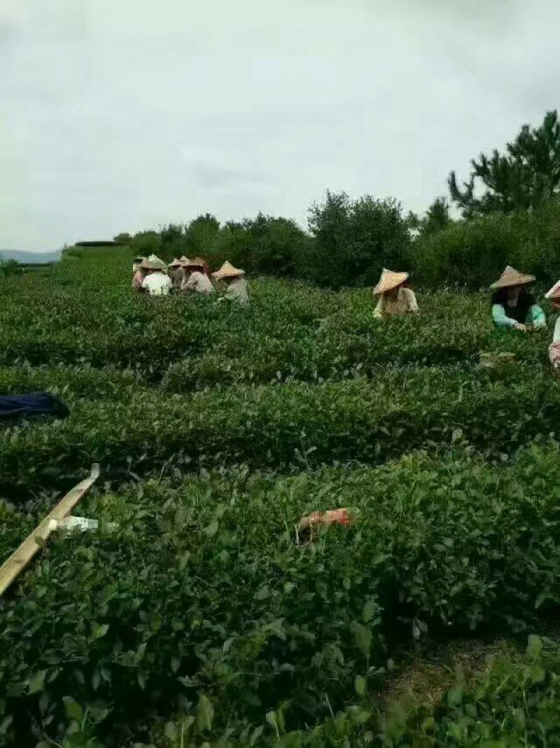 野生浓香铁观音王礼盒装，好茶数量不多哦