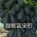 葡萄苗5年110~150cm