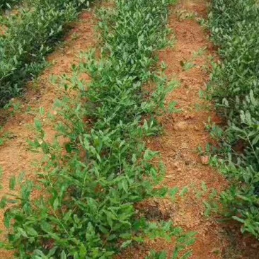 野生浓香铁观音王礼盒装，好茶数量不多哦