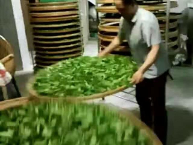 野生浓香铁观音王礼盒装，好茶数量不多哦