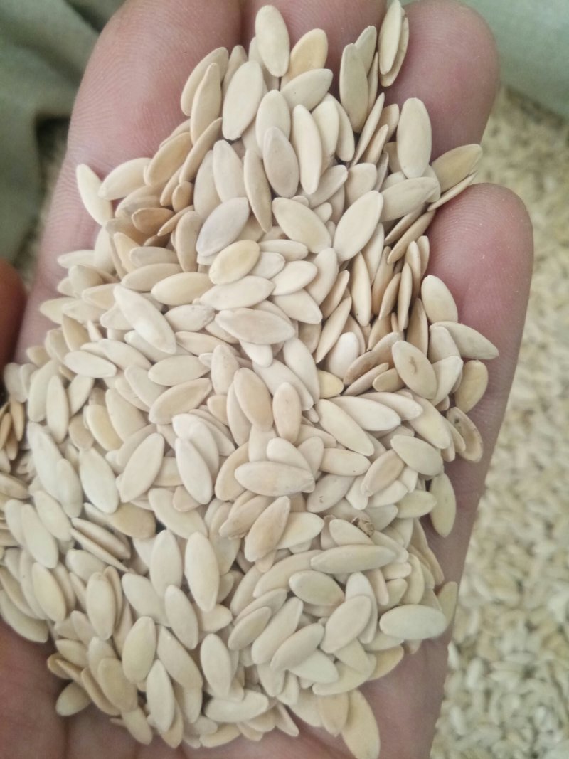 黄瓜子无硫熏药用非种子可配比生菜籽打粉