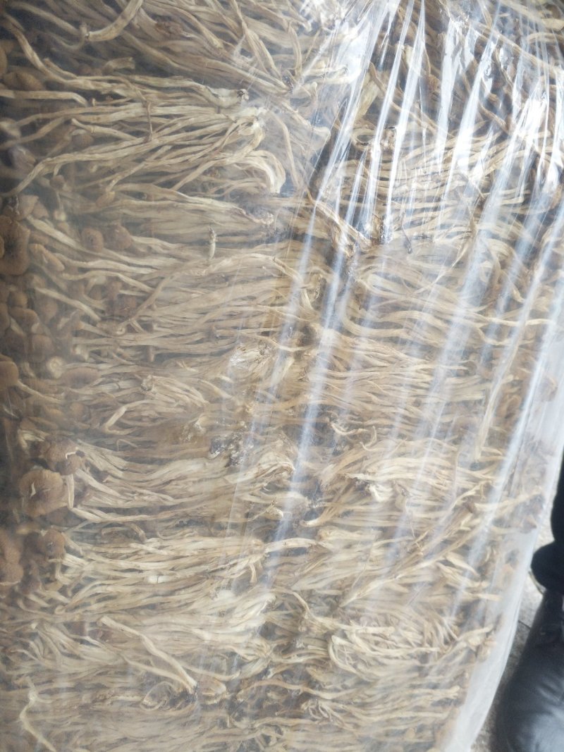 古田茶树菇，10至15cm以上，