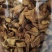 菊苣根茶