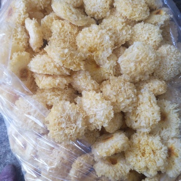 古田正宗银耳雪耳〉品种齐全，