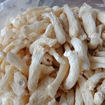 古田竹荪杆子，竹荪蛋，带裙竹荪