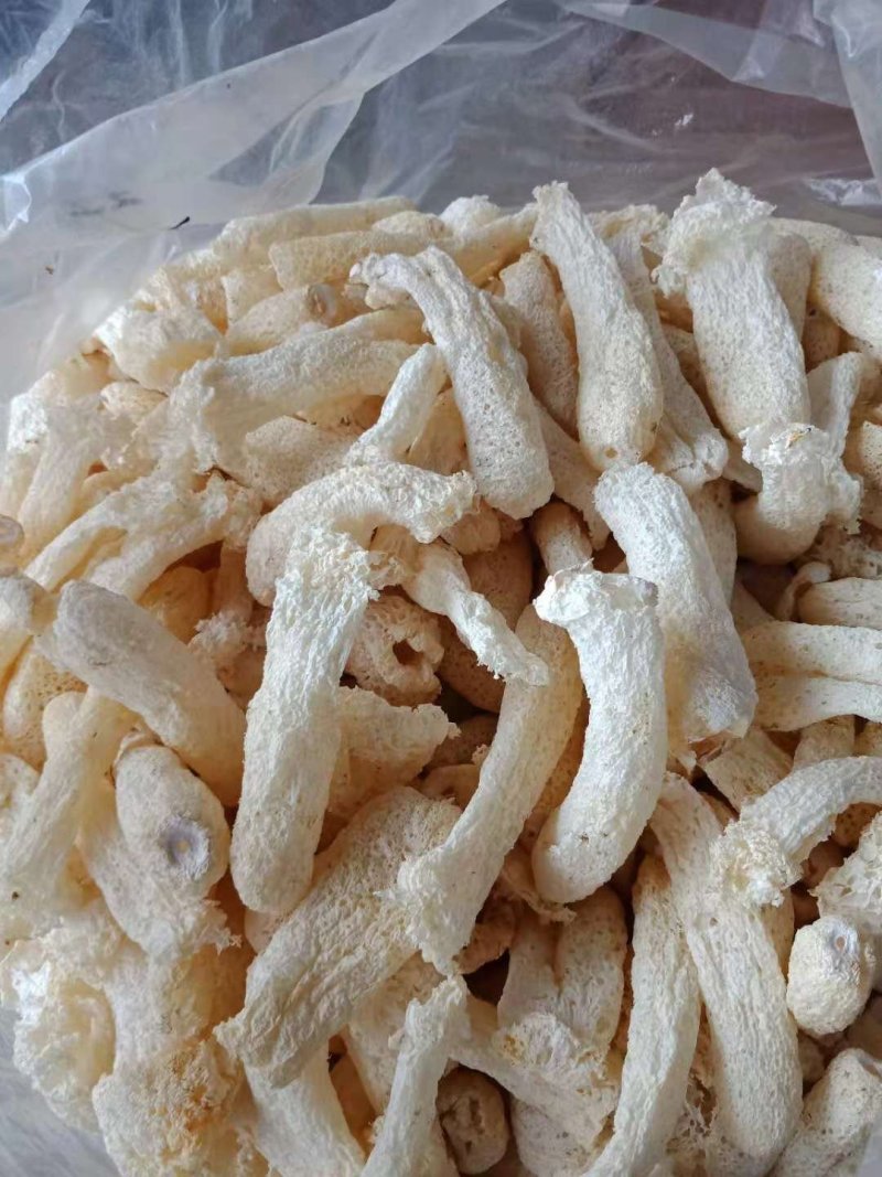 古田竹荪杆子，竹荪蛋，带裙竹荪