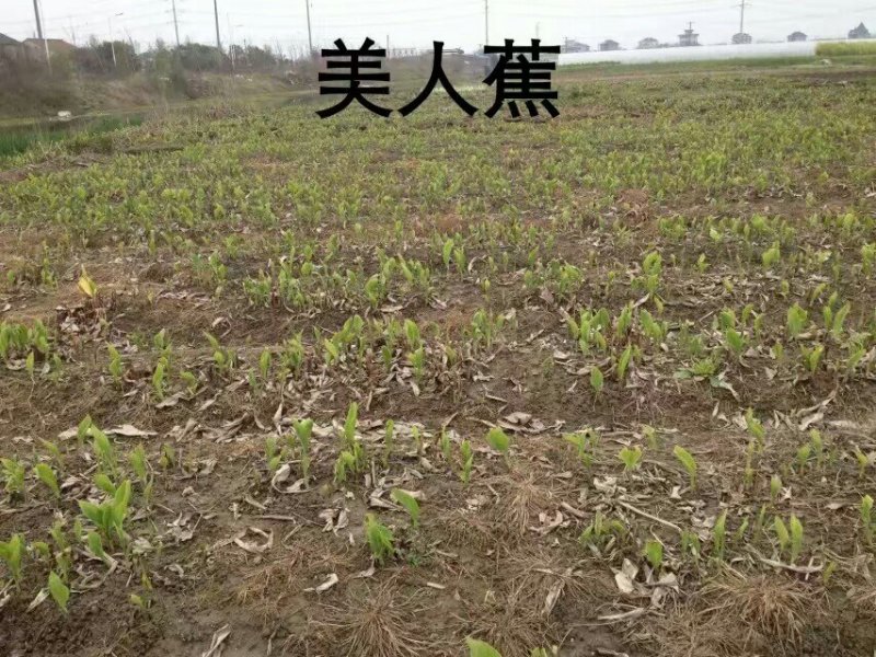 永信美人蕉基地直销签合同包成活后期不活免费补苗