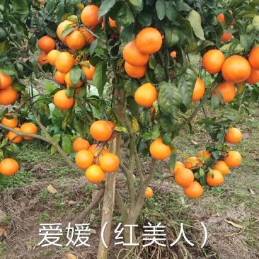 爱媛（红美人），包正宗假一赔十，提供免费种植技术