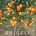 爱媛（红美人），包正宗假一赔十，提供免费种植技术