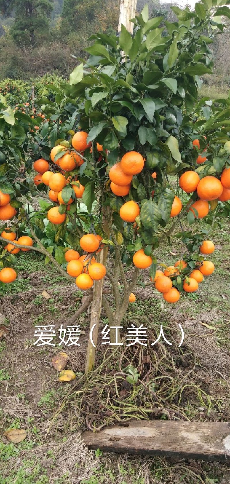爱媛（红美人），包正宗假一赔十，提供免费种植技术