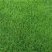 高羊茅草籽进口耐践踏庭院护坡绿化草皮25斤/亩
