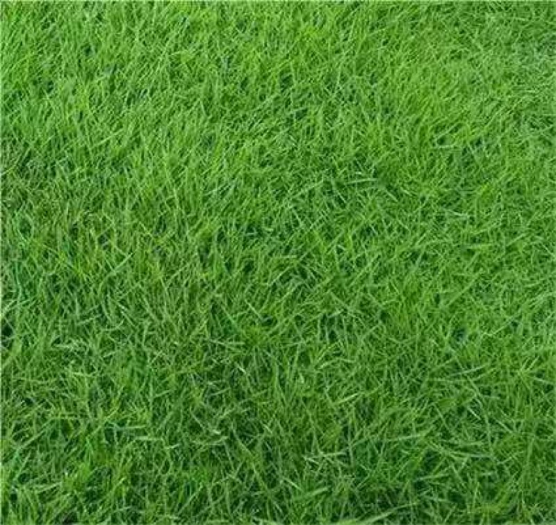 高羊茅草籽进口耐践踏庭院护坡绿化草皮25斤/亩