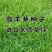 高羊茅草籽进口耐践踏庭院护坡绿化草皮25斤/亩