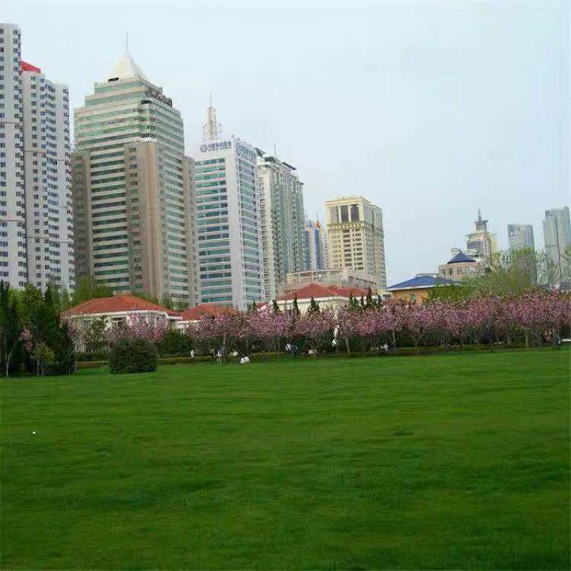 草坪种子包衣狗牙根种子35-40斤/亩耐旱耐践踏