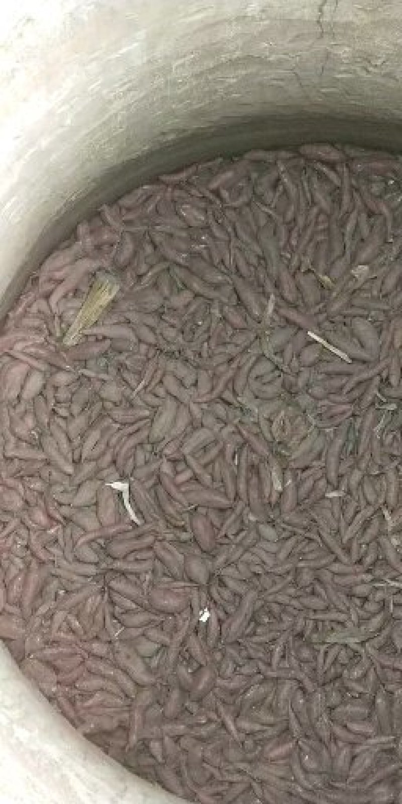 商薯19