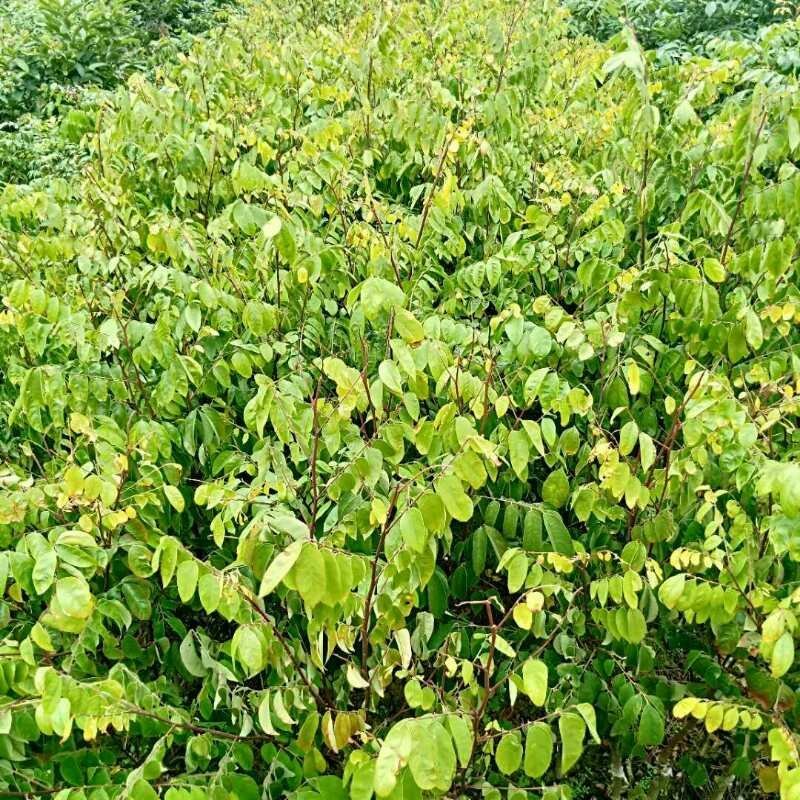 四季杨桃苗，大量供应