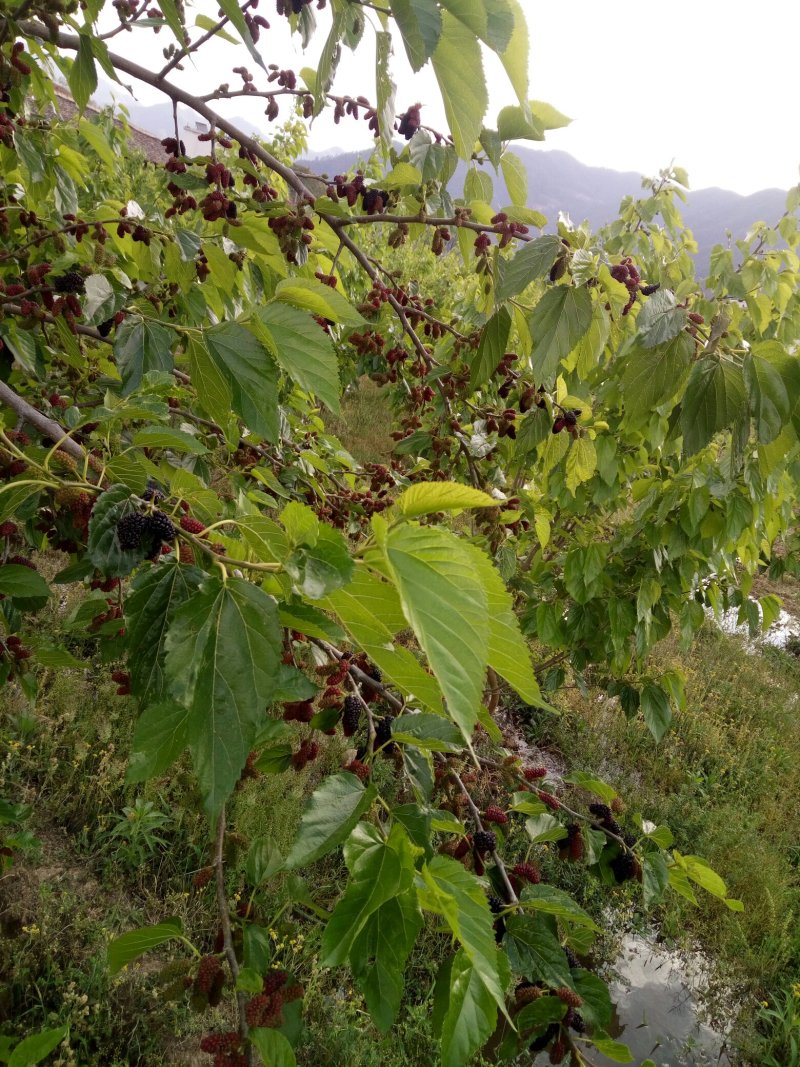 大量桑葚草莓🍓味好果鲜