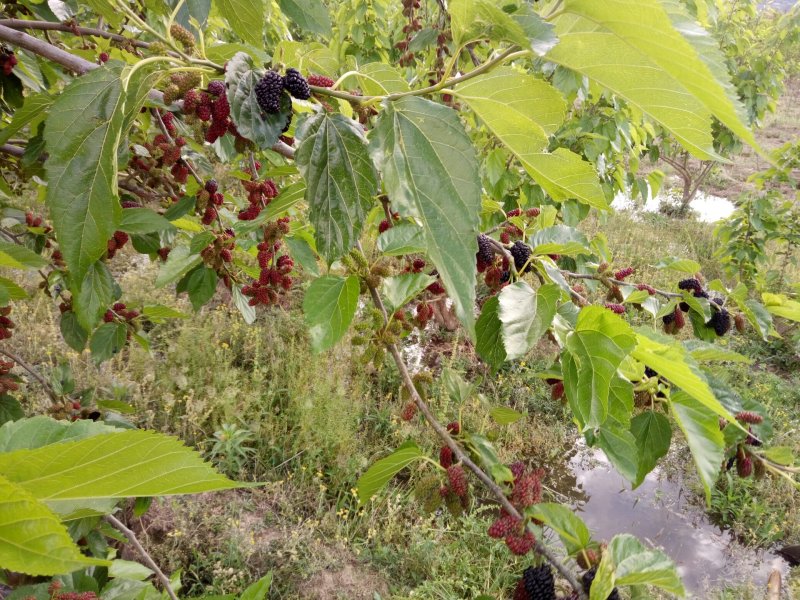 大量桑葚草莓🍓味好果鲜