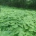 牛尾独活种苗