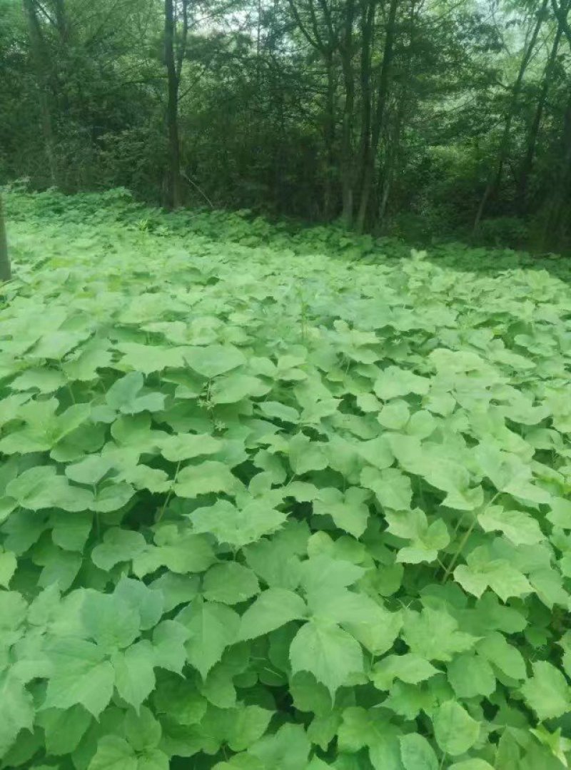 牛尾独活种苗