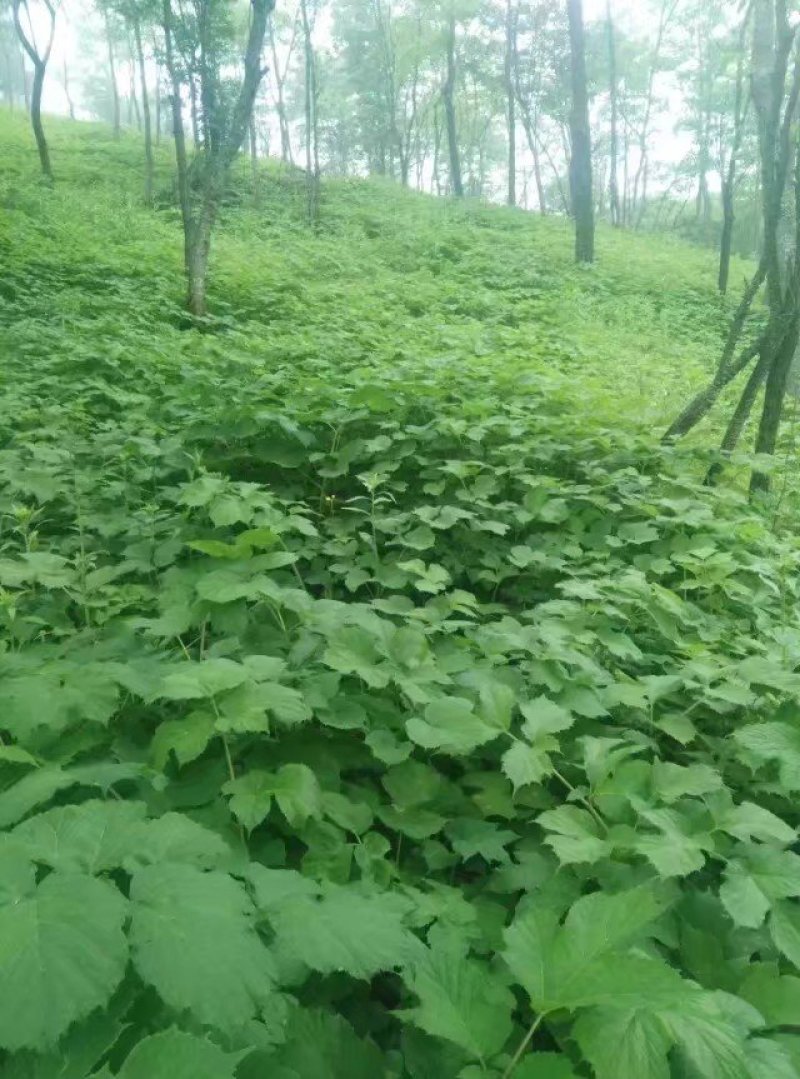 牛尾独活种苗