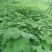 牛尾独活种苗