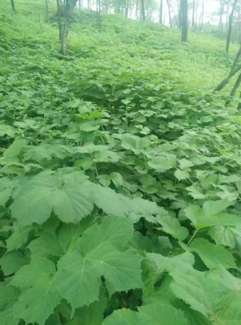 牛尾独活种苗