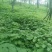 牛尾独活种苗