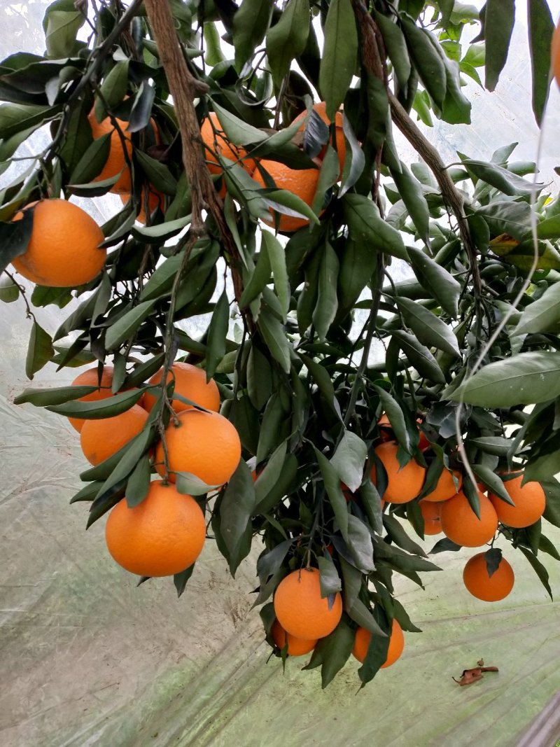 青见柑桔，口感好，皮薄，果皮光亮，无虫害，运输，果框包装