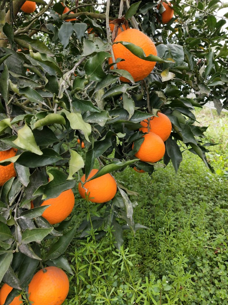 青见柑桔，口感好，皮薄，果皮光亮，无虫害，运输，果框包装