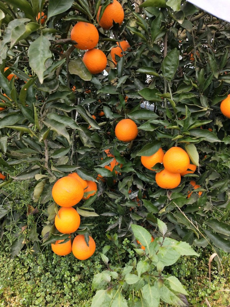 青见柑桔，口感好，皮薄，果皮光亮，无虫害，运输，果框包装