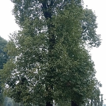 大冠香樟丛生香樟多杆香樟多头香樟骨架移植香樟