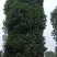 大冠香樟丛生香樟多杆香樟多头香樟骨架移植香樟